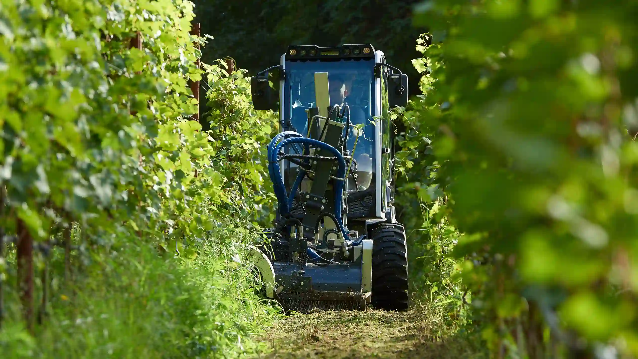 Tra piante verdi, un trattore blu con attrezzature per la potatura.