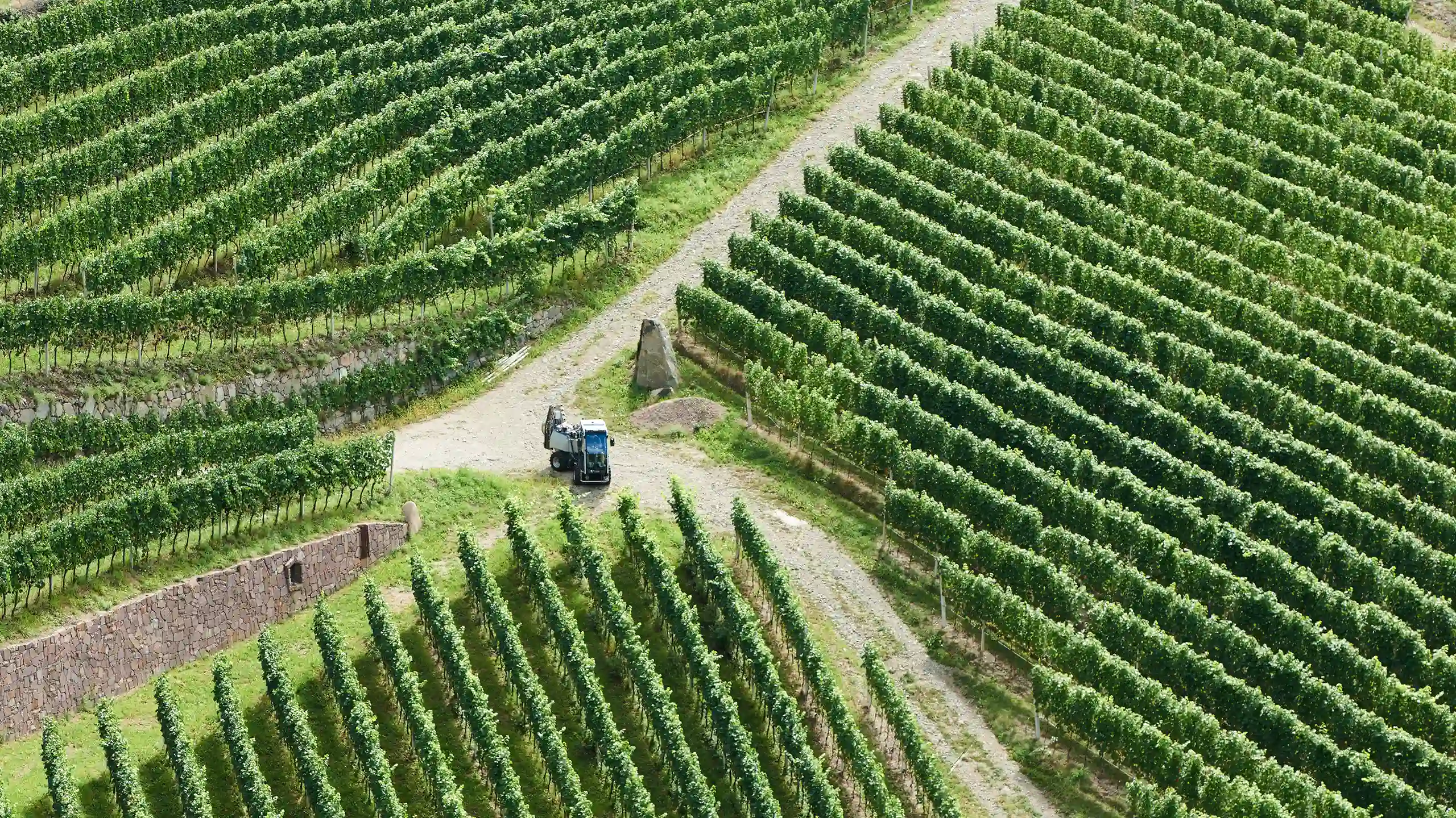 Vista aerea di un vigneto con un trattore su un sentiero tra filari di viti.